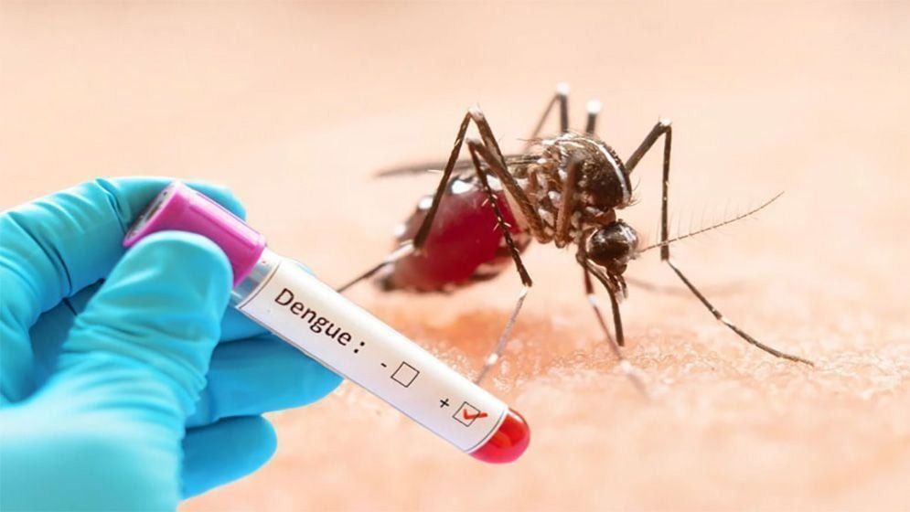 ডেঙ্গুতে আরও ৩ জনের মৃত্যু, হাসপাতালে ৫৬৫
