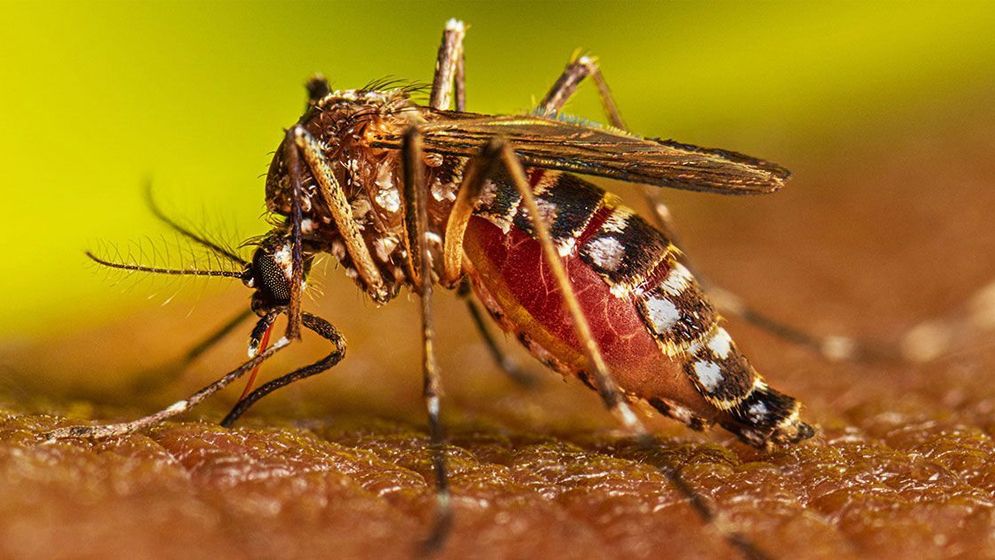 রাজধানীতে এক মাসে মশা বেড়েছে ৪০ শতাংশ, স্বাস্থ্য ঝুঁকিতে বাসিন্দারা