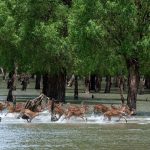 আজ সুন্দরবন দিবস