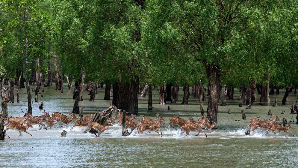 আজ সুন্দরবন দিবস