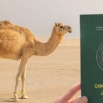 সৌদি আরবে উটের জন্য চালু হচ্ছে ‘পাসপোর্ট’