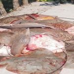 সুন্দরবনে ৪শ’ কেজি শাপলা পাতা মাছ জব্দ, আটক ২২ জেলে